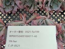 0521-fw199 トランペットピンキー30個 ☆多肉植物　エケベリア　韓国_画像3