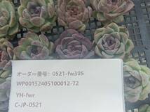 0521-fw305 スウィートポテト25個 ☆多肉植物　エケベリア　韓国_画像3