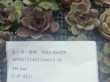 0521-fw329 ブラックローズ16個 ☆多肉植物　エケベリア　韓国_画像3
