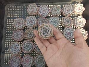 0604-fw240 strawberry Bear -30 piece * succulent plant ekebe rear Korea 