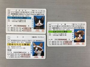 なめ猫 免許証 3枚セット 長期保存品 少々汚れ有 画像確認【F0529-3】 