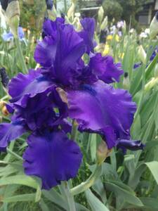 ジャーマンアイリス『花茎が高くやたらに目を引く大輪の鮮やかな濃紫』1株　￥950