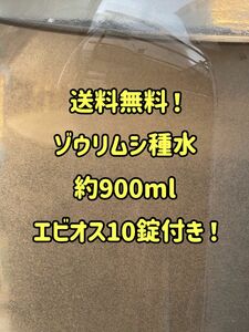 ゾウリムシ培養水約900ml！エビオス10錠付き！