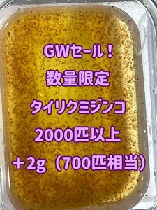 GWセール！タイリクミジンコ2000匹以上に＋a追加！