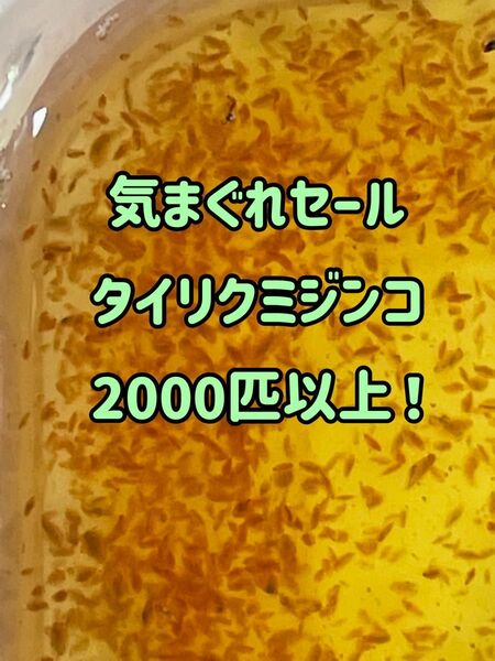 気まぐれセールwタイリクミジンコ2000匹以上！