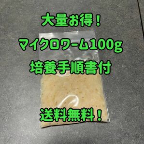 マイクロワーム培養床100g！手順書同封します！