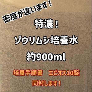 特濃！送料無料！ゾウリムシ培養水約900ml！培養手順書と培養酵母10粒同封！