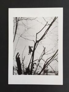 【ウィリー・ロニ】16種展開パリ Willy Ronis 13 印刷物 ポストカード ヤ フオク限定 木製額装31×26 cm ウィリー・ロニス 写真 絵柄違い有