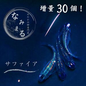 [めだかの卵専門店　なみまる]増量！ 強青サファイア メダカ 有精卵 30個 複数落札特典あり！