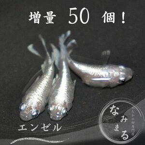 [めだかの卵専門店　なみまる]大大増量！ エンゼル ロングフィン ダルマ体形 有精卵50個　複数落札特典あり！