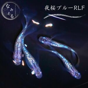 [めだかの卵専門店　なみまる]夜桜ブルー リアルロングフィン RLF メダカ 有精卵 15個 複数落札特典あり！