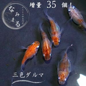 　[めだかの卵専門店　なみまる]大増量！ 三色ダルマ メダカ 有精卵 35個 複数落札特典あり！