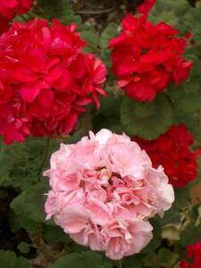 現品★八重咲きゼラニウム 1苗★濃いピンクのお花