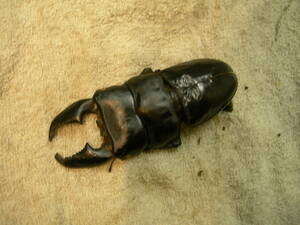  prompt decision! large use sma tiger common ta stag beetle 3. larva pair . thread go in 6475