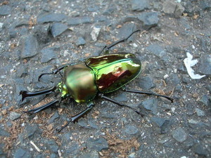 グリーンピカール血統 ニジイロクワガタ 成虫 ペア 6161