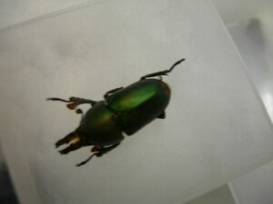  maziora use Papp a gold iro stag beetle larva 10 head 359-5