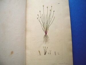 ジェームズ・サワビー手彩色銅版画112点！カヤツリグサ他 1793-『イギリスの植物学 English Botany』より James Sowerby 大変貴重！