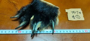 ●熊の爪●ツキノワグマの手（1） 月の輪熊 月輪熊 ベアークロー 熊 クマの手 熊の手 くまの爪 クマの爪 熊の手 アクセサリー