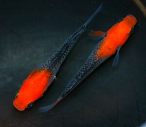 なごみやメダカ☆華薊赤黒錦クリアタイプ　☆稚魚 8匹　☆　メダカ ラメ　☆