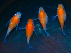 なごみやメダカ☆雅紅白ラメダルマ　☆稚魚 8匹　☆　メダカ ラメ　☆