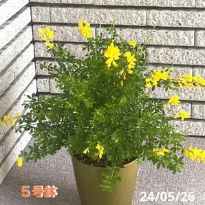 エニシダ　良い香りの黄色いお花　5号鉢植え　匿名速達