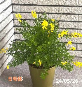 エニシダ　良い香りの黄色いお花　5号鉢植え　匿名速達