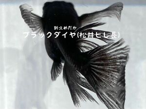 ブラックダイヤ(松井ヒレ長) 有精卵15個＋α【新久めだか】オロチ × 星河(青ラメ幹之) 卵 メダカ