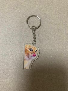 猫ミーム　アクリルキーホルダー　叱る猫