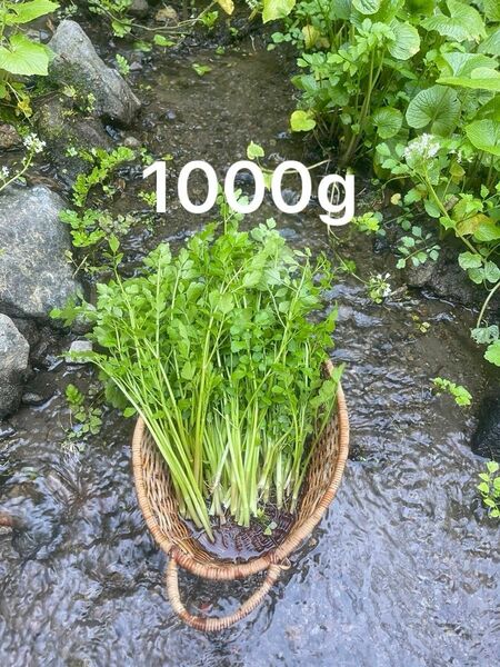 野芹　1000g 