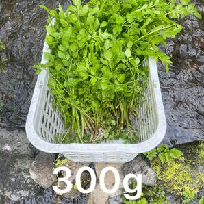 天然　野芹300g