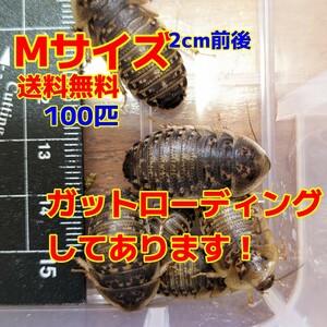 Mサイズ110匹　デュビア　ローディング済み