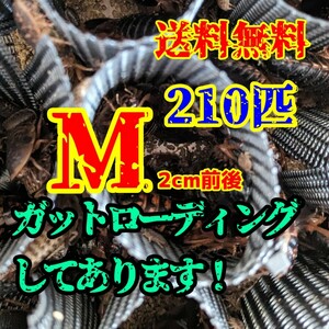 Mサイズ　ローディング済みデュビア　200匹