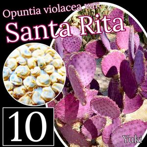 オプンチア・サンタリタ 種子x10[観葉植物]Opuntia violence var. santarita