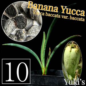 バナナ・ユッカ 種子x10[フルーツユッカ]Yucca baccata var. baccata