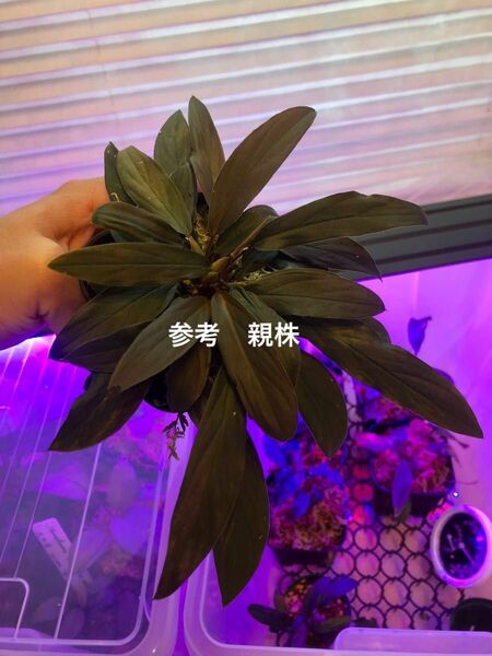 【LA0518-02】ホマロメナ Homalomena sp.“濡烏” Riau