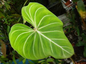 YFK2sa toy moPhilodendron gloriosum. from Ecuador.GW