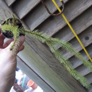 YFK2 シダ Phlegmariurus verticillatus. Nueva vizcaya, Luzon, Philippines.の画像1