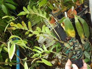 YFK2 アリ植物　シダ　Lecanopteris lomarioides. Nueva vizcaya, Luzon, Philippines.GW