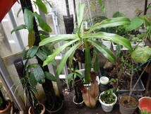 YFK2 食虫植物　Nepenthes ventricosa. Quezon, Luzon, Philippines._画像1