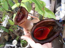 YFK2 食虫植物　Nepenthes ventricosa. Quezon, Luzon, Philippines._画像4