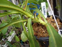 YFK2 食虫植物　Nepenthes ventricosa. Quezon, Luzon, Philippines._画像8