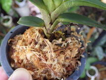 YFK2 洋蘭　Ascoglossum calopterum. Surigao, Mindanao, Philippines._画像5