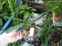 YFK2 洋蘭　Ascoglossum calopterum. Surigao, Mindanao, Philippines._画像1