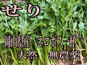 岡山県産　せり　天然　無農薬　ネコポス箱一杯　山菜　野菜　緑　自然植物　食材