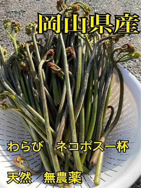 岡山県産　夕方採り　わらび　山菜　天然　無農薬　ネコポス一杯　春　食品　野菜