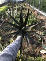 Agave kerchovei アガベ 紫雲龍_画像7