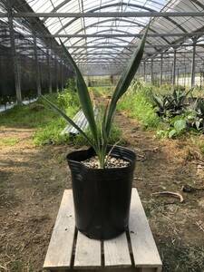 Yucca faxoniana ユッカ ファックソニアーナ