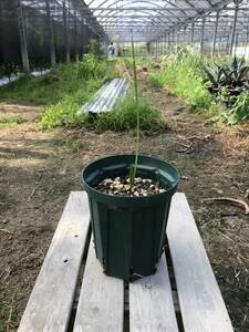 Chamaerops humilis var. cerifera tea merops*fmi squirrel *selifela/ silver leaf real raw seedling 