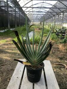 Aloe plicatilis アロエ プリカティリス（輸入種子苗）
