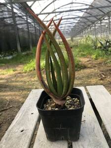 Aloe ryptopoda アロエ クリプトポーダ（輸入種子苗）